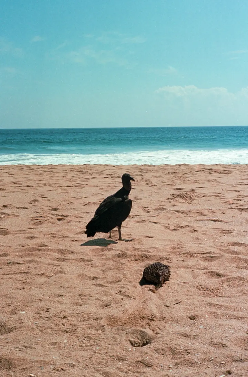 Mexico, ©samuellecocq